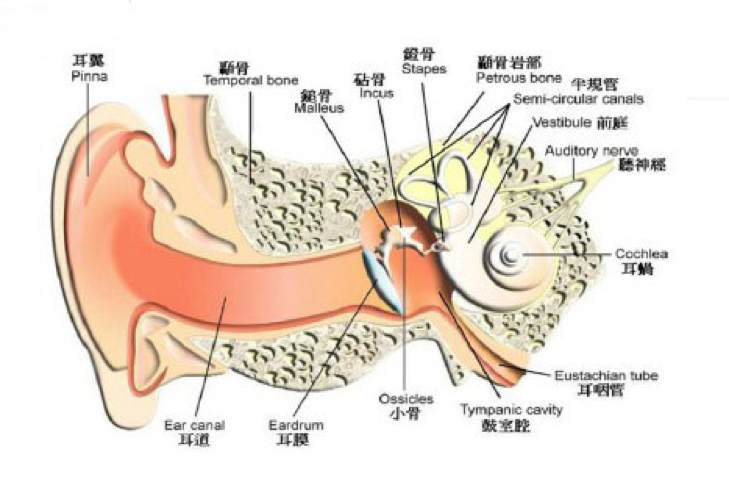 图2 耳朵结构图